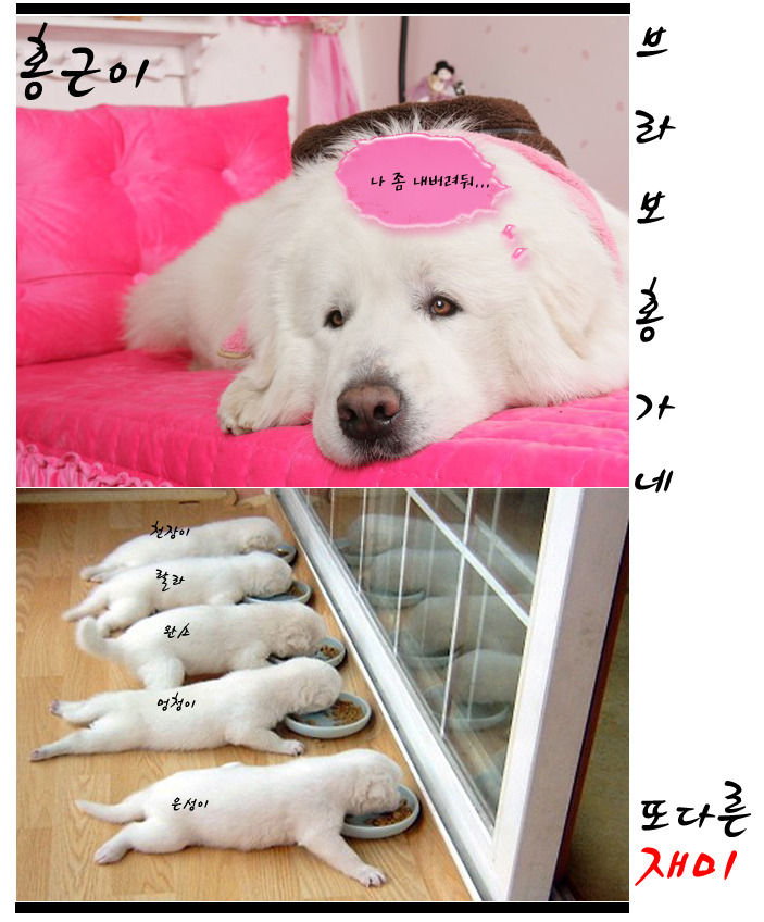 홍가네 이미지